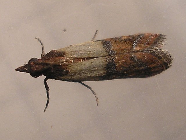 Plodia interpunctella, indian meal moth