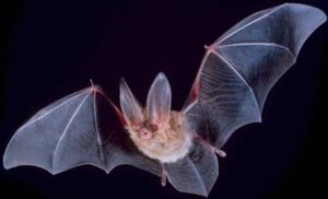 bats, Bigeared townsend fledermaus