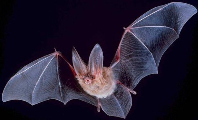 bats, Bigeared townsend fledermaus
