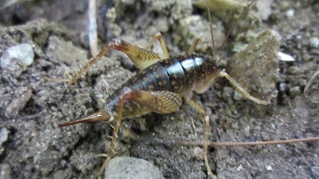 camel cricket
