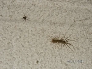 house centipede Scutigera coleoptrata, A House Centipede stalking its prey in a basement.