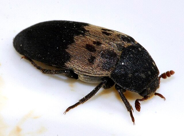larder beetle Dermestes