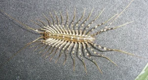 house centipede Scutigera coleoptrata