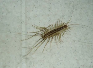 house centipede Scutigera coleoptrata