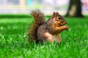 squirrels, how to get rid of squirrels humanly