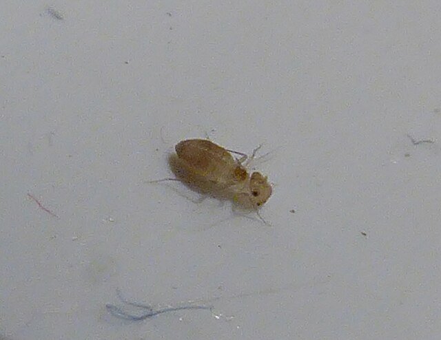 psocoptera booklice