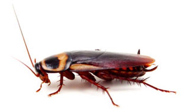Blatella germanica, german cockroach, cockroach of the kitchen