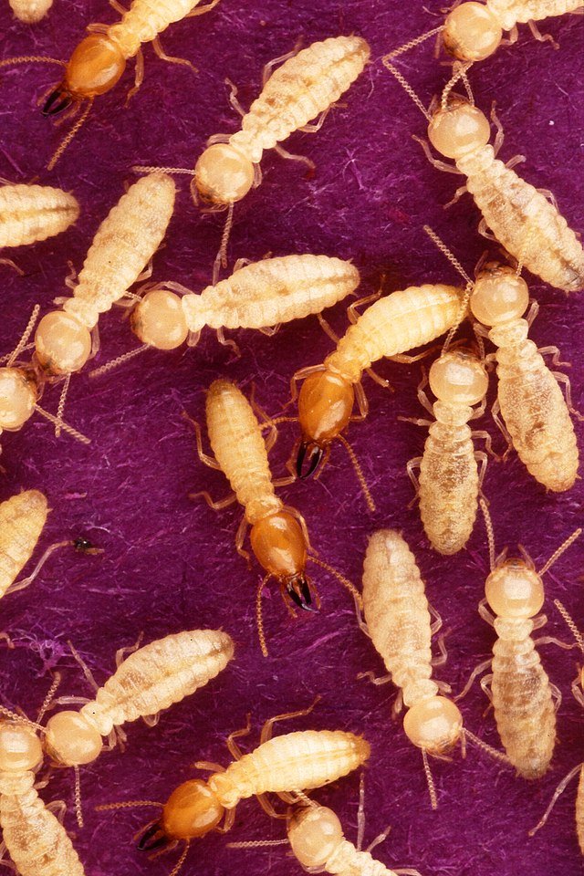 drywood termites