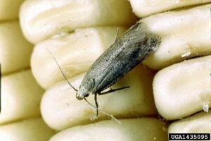 Angoumois grain moth Sitotroga cerealella
