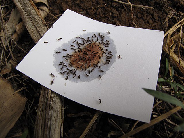 odorous house ants