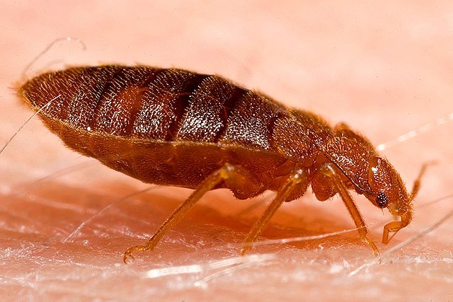 Adult bed bug , Cimex lectularius