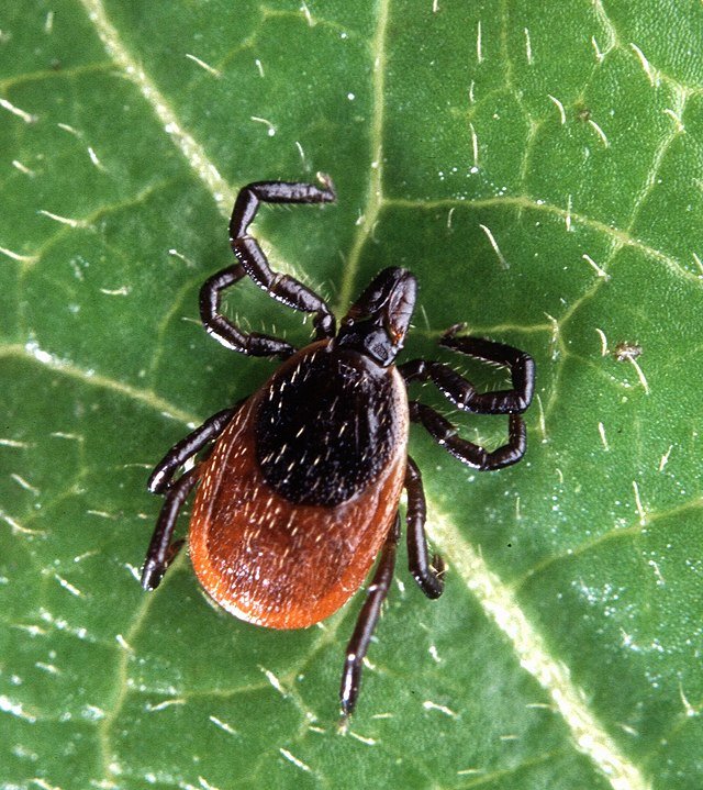 ticks