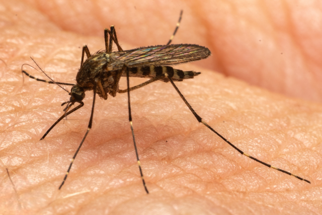 mosquitoes Aedes Washinoi