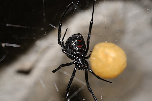 Black Widow Spider with Eggsack, Latrodectus