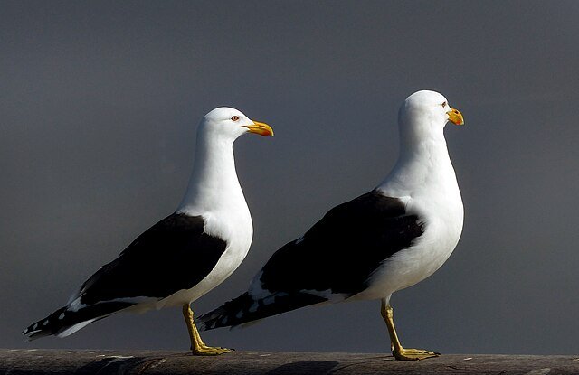 Black backed gulls_