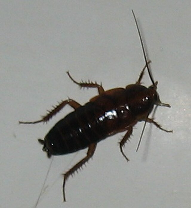 Blatta orientalis, oriental cockroaches
