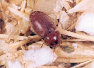 Lasioderma serricorne, cigarette beetle