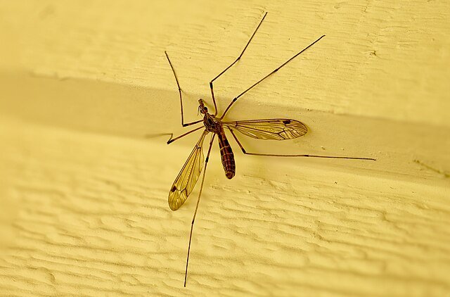crane flies