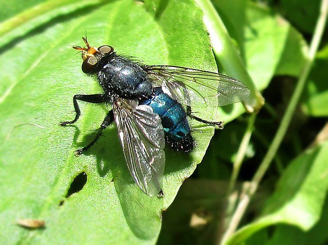 cluster flies