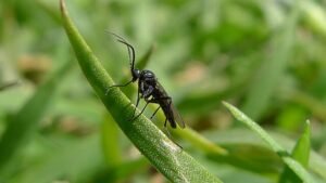 Fungus Gnat