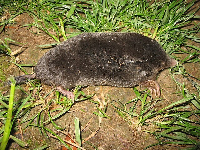 European Mole