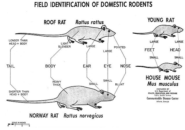 roof rat rattus rattus, black rat