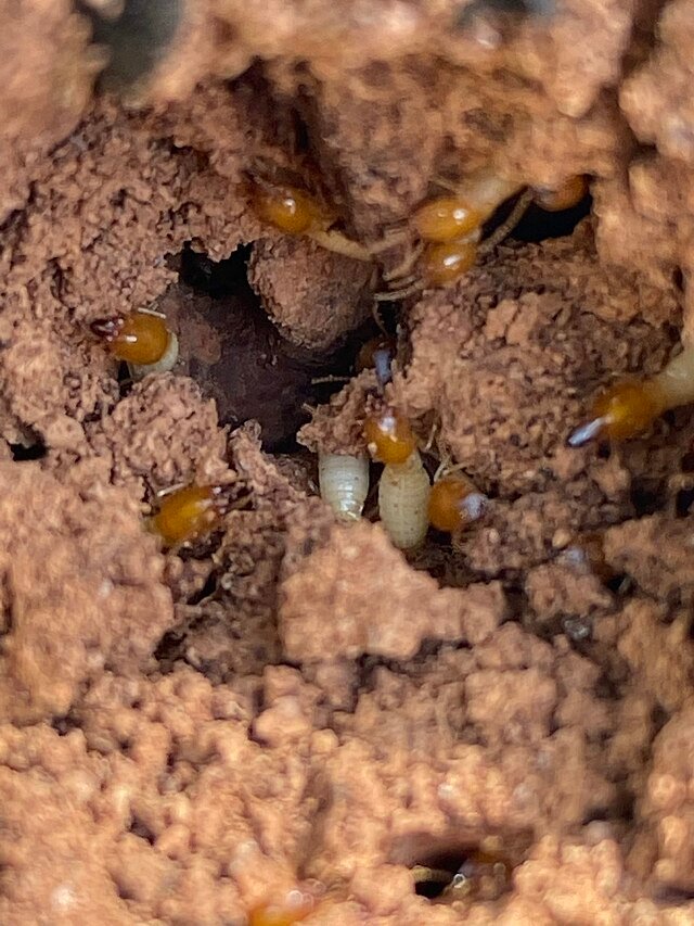 Formosan Termites In Tree no wings