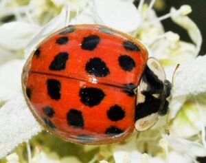 asian lady beetles Harmonia axyridis