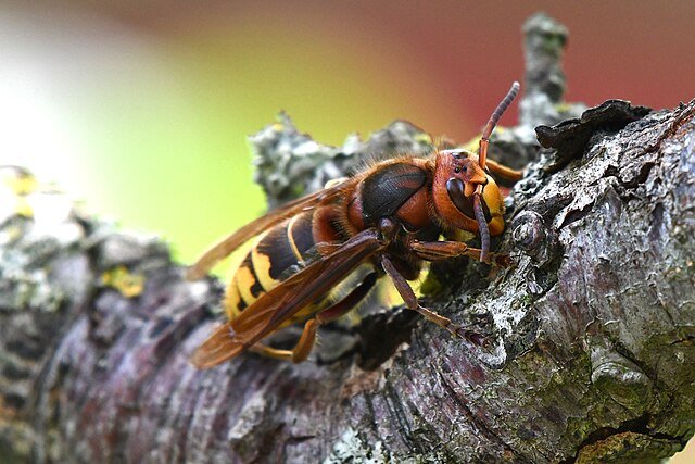 european hornet vespa crabro