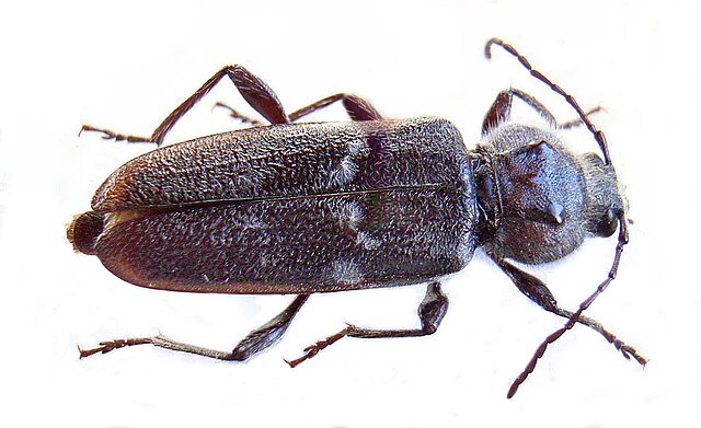 Hylotrupes bajulus old house borer