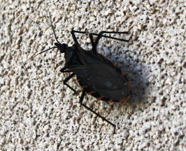 kissing bug