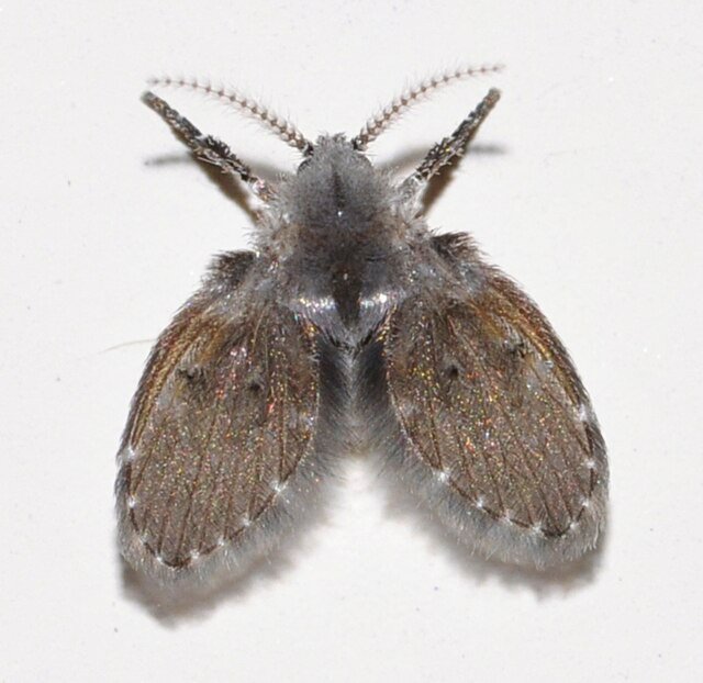 drain flies Psychodidae
