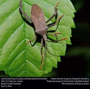 Leaf-Footed Bug coreidae
