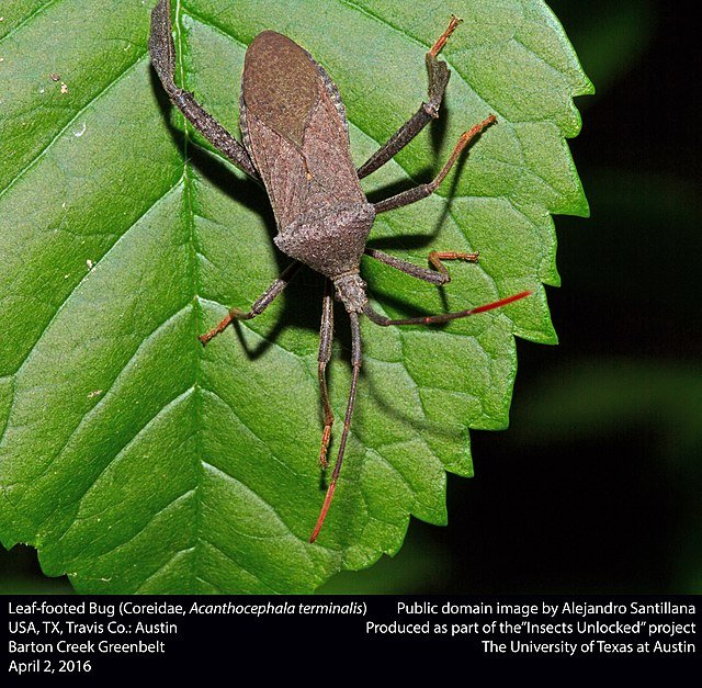 Leaf-Footed Bug coreidae