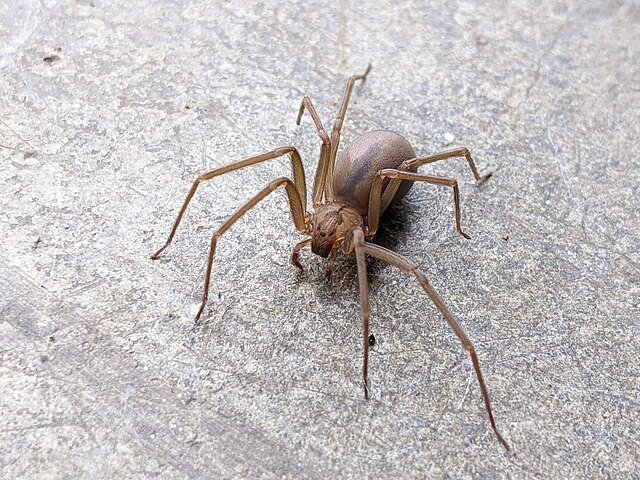 brown recluse spider, Loxosceles reclusa