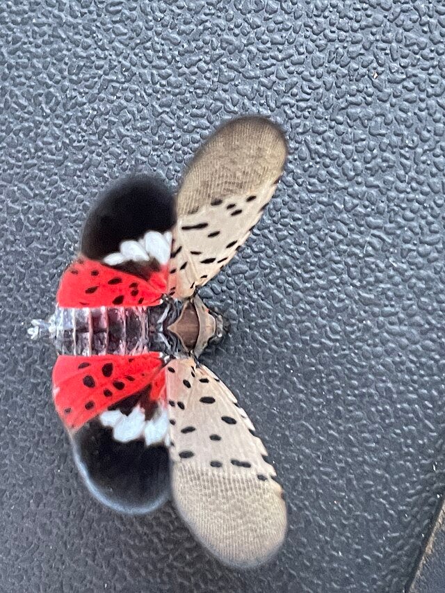 spotted lanternfly