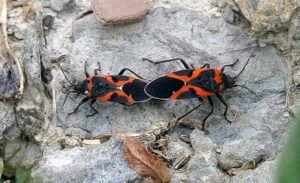 mating Boxelder Bug Boisea trivittata