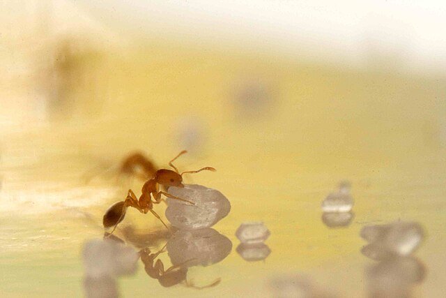 Monomorium pharaonis, pharaoh ants