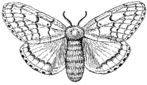 Tinea pellionella Case Bearing Clothes Moth
