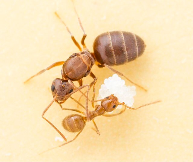 Nylanderia fulva, Tawny Crazy Ant
