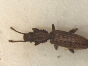 Merchant Grain Beetle Oryzaephilus mercator