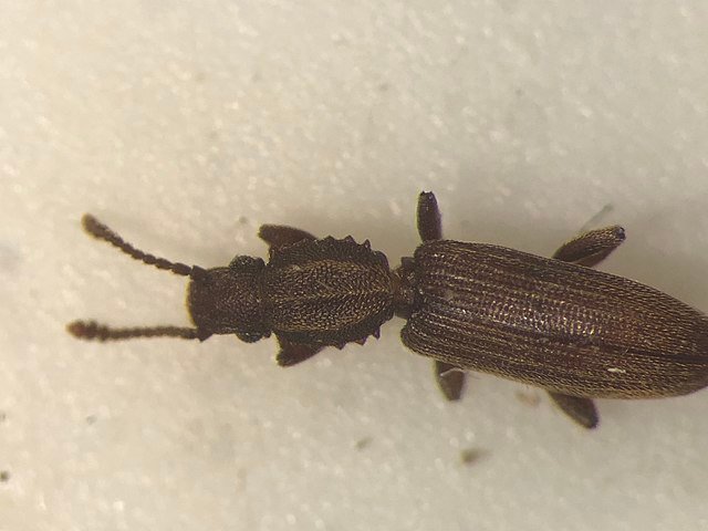 Merchant Grain Beetle Oryzaephilus mercator