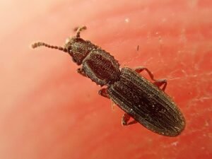 Sawtoothed Grain Beetles-tiny bug cause great food losses