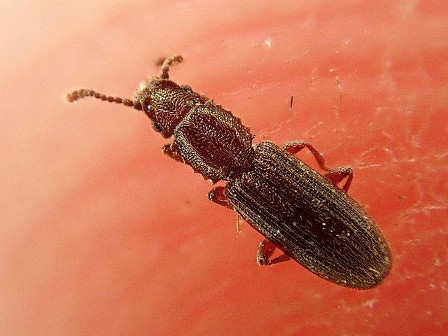 Sawtoothed Grain Beetles-tiny bug cause great food losses
