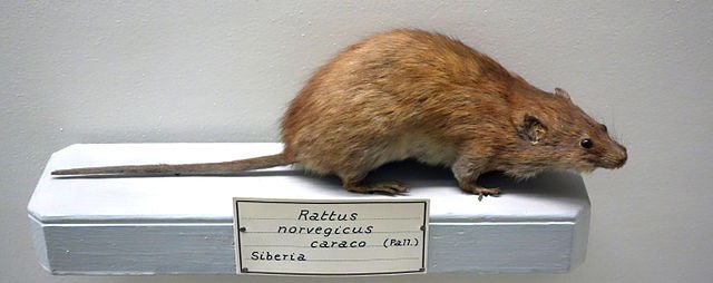 Rattus norvegicus, norwegian rat