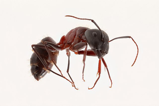 red carpenter ant