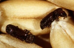 Lesser Grain Borer Rhyzopertha dominica