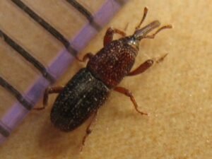 Granary Weevil (Sitophilus granarius)
