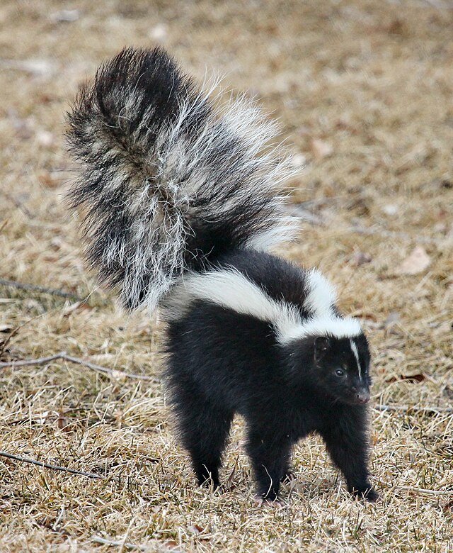 slunks