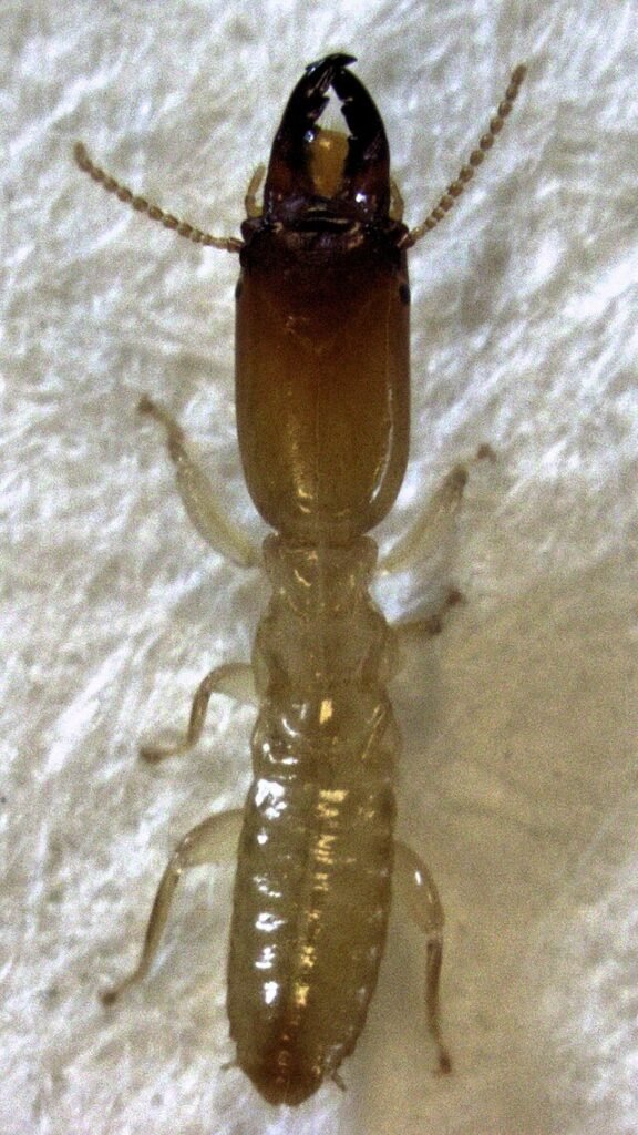 Stolotermes ruficeps soldier, dampwood termite soldier